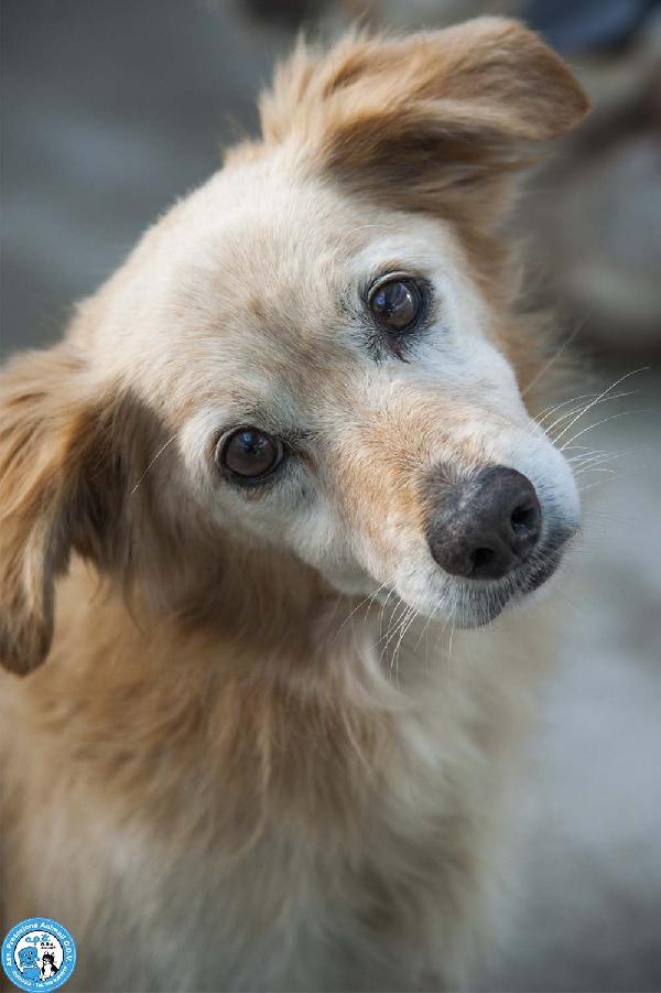 Tessy e Tom: cuore a quattro zampe (anzi, otto) Foto 6